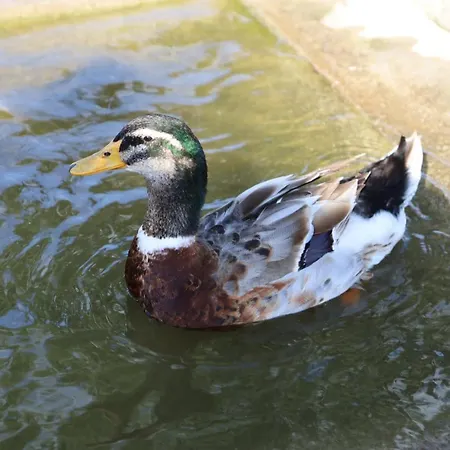 Rurais - Casas Do Lagar