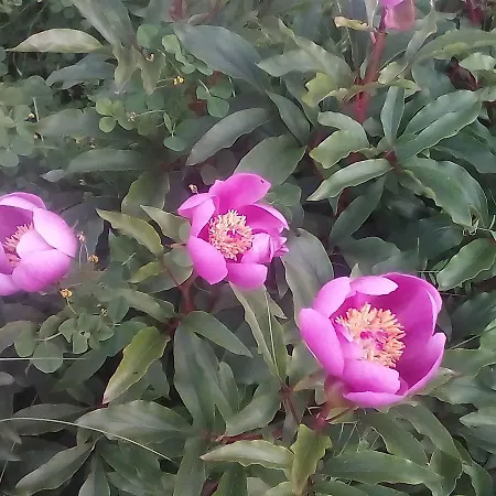 Rurais - Casas Do Lagar *