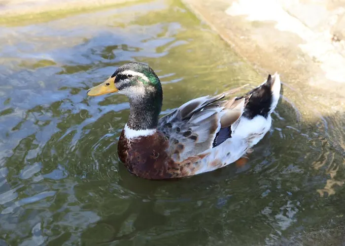 Rurais - Casas Do Lagar