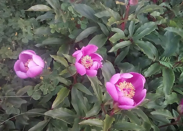 Rurais - Casas Do Lagar *